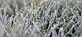 Crystalline frost, meadow covered in frost