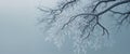 crystallized frost delicately adorns the tricky branches of a wintry tree developing a wide ranging wintry weather Royalty Free Stock Photo