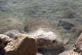 Crystallized salt rocks along the shores of the Dead Sea, Israel Royalty Free Stock Photo