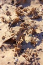 Crystallized sand after a lightening Strike, Sonora, Mexico