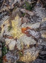 Crystals of autumn frost on fallen colored leaves of maple and oak Royalty Free Stock Photo