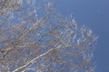 Crystals of frost fall from frozen birches on a sunny morning.