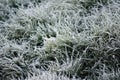 Crystals of hoar frost on leaves of green grass Royalty Free Stock Photo