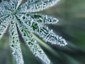 Crystals of ice on a green sheet