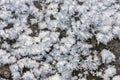 Crystals of snow on the ground