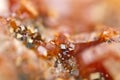 Crystals Vanadinite. Macro. Extreme closeup