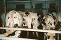 cows in an indoor barn Royalty Free Stock Photo