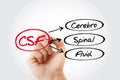 CSF - cerebrospinal fluid acronym Royalty Free Stock Photo