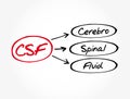 CSF - cerebrospinal fluid acronym Royalty Free Stock Photo