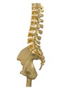 CT Lumbar spine or L-S spine 3D rendering image sagittal view 3D rendering . Clipping path