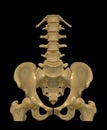 CT Lumbar spine or L-S spine 3D rendering image Front view . 3D illustration