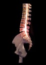 CT Lumbar spine or L-S spine 3D rendering image sagittal view 3D rendering . Clipping path