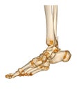CT Scan ankle and foot or Computed Tomography of Ankle joint and Foot 3D Volume Rendering image showing fractured Tibia and fibula