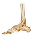 CT Scan ankle and foot or Computed Tomography of Ankle joint and Foot 3D Volume Rendering image showing fractured Tibia and fibula