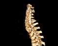 CT SCAN of Cervical Spine ( C-spine )  3D rendering image Royalty Free Stock Photo