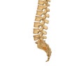 CT scan of Lumbar spine 3D rendering showing Profile Human Spine