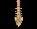 CT scan of Lumbar spine 3D rendering showing Profile Human Spine