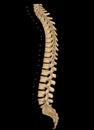CT scan of Whole spine 3D rendering showing Profile Human Spine