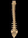 CT scan of Whole spine 3D rendering showing Profile Human Spine