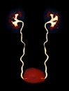 CTA Renal artery 3D rendering image showing both kidney, Ureter and bladder