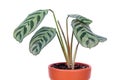 Ctenanthe burle-marxii or fishbone prayer plant in flowerpot isolated on white background