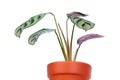 Ctenanthe burle-marxii or fishbone prayer plant in flowerpot isolated on white background