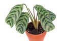 Ctenanthe burle-marxii or fishbone prayer plant in flowerpot isolated on white background