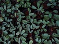 Ctenanthe burle-marxii or fishbone prayer plant in the garden, close-up view