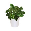 Ctenanthe burle-marxii in pot isolated on the white background, vector Royalty Free Stock Photo