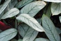 Ctenanthe Setosa Grey Star plant leaves with silver hue and dark leaf veins Royalty Free Stock Photo