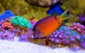 Blue Eye Tang Fish, Twospot Bristletooth - Ctenochaetus binotatus Royalty Free Stock Photo