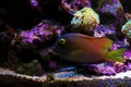 Kole Yellow Eye Tang - Ctenochaetus strigosus Royalty Free Stock Photo