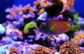 Kole Yellow Eye Tang - Ctenochaetus strigosus Royalty Free Stock Photo