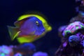 Kole Yellow Eye Tang - Ctenochaetus strigosus Royalty Free Stock Photo