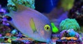 Kole Yellow Eye Tang - Ctenochaetus strigosus Royalty Free Stock Photo