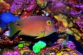 Kole Yellow Eye Tang - Ctenochaetus strigosus Royalty Free Stock Photo