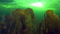 Ctenophore on background beautiful algae underwter in ice of White Sea.