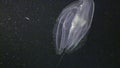 Ctenophore jellyfish shines underwater in Red sea.