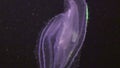 Ctenophore jellyfish underwater on background marine landscape in Red sea.