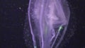 Ctenophore jellyfish underwater in Red sea.