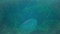 Ctenophores, comb invader to the Black Sea, jellyfish Mnemiopsis leidy. Invasion, predatory invader