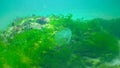 Ctenophores, comb invader to the Black Sea, jellyfish Mnemiopsis leidy. Invasion, predatory invader