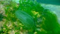 Ctenophores, comb invader to the Black Sea, jellyfish Mnemiopsis leidy. Invasion, predatory invader