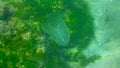 Ctenophores, comb invader to the Black Sea, jellyfish Mnemiopsis leidy. Invasion, predatory invader