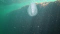 Ctenophores, comb invader to the Black Sea, jellyfish Mnemiopsis leidy. Ukraine, Black Sea