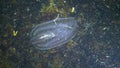 Ctenophores, comb invader to the Black Sea, jellyfish Mnemiopsis leidy. Ukraine
