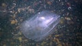 Ctenophores, comb invader to the Black Sea, jellyfish Mnemiopsis leidy. Ukraine