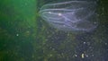 Ctenophores, comb invader to the Black Sea, jellyfish Mnemiopsis leidy. Ukraine