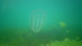 Ctenophores, Predatory comb jelly Beroe ovata swim in the water in search of food. Invasion Fauna of the Black Sea. Ukraine