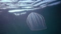 Ctenophores, Predatory comb jelly Beroe ovata swim in the water in search of food. Invasion Fauna of the Black Sea